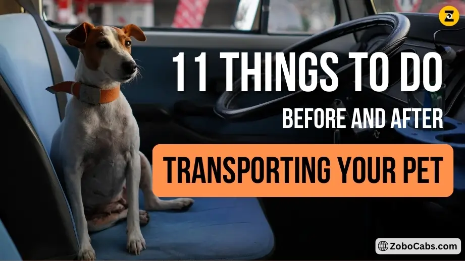 11 Things to Do Before and After Transporting Your Pet